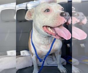 American Staffordshire Terrier-Unknown Mix Dogs for adoption in Grand Prairie, TX, USA