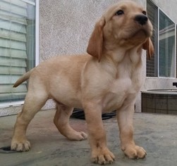 Labrador Retriever Puppy for sale in FONTANA, CA, USA