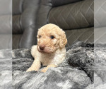 Small #7 Goldendoodle