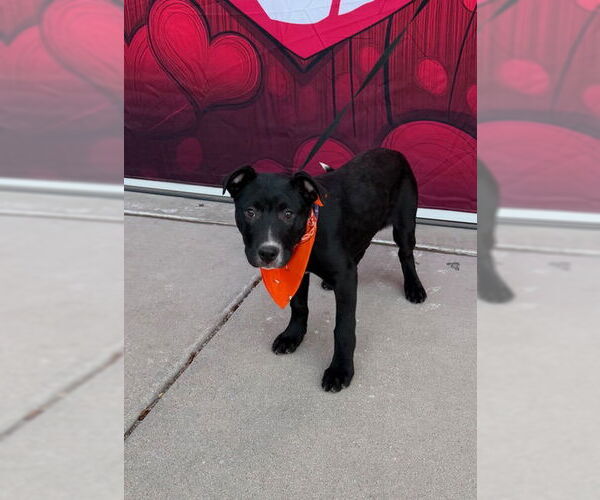 Medium Photo #2 Labrador Retriever-Unknown Mix Puppy For Sale in Sandy, UT, USA