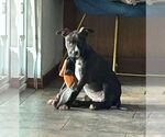 Small #6 American Pit Bull Terrier-Labrador Retriever Mix