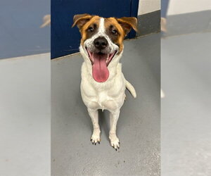 Mutt Dogs for adoption in Peoria, IL, USA