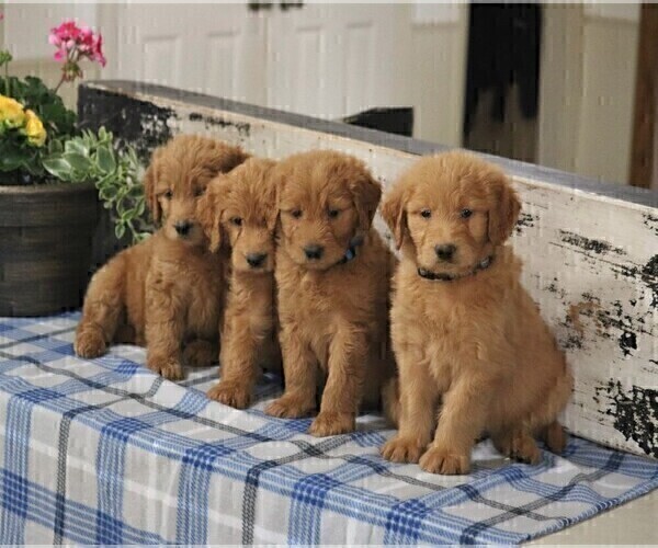 Medium Photo #3 Goldendoodle Puppy For Sale in PARKESBURG, PA, USA