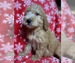 Goldendoodle Puppy for Sale in NEOLA, West Virginia USA