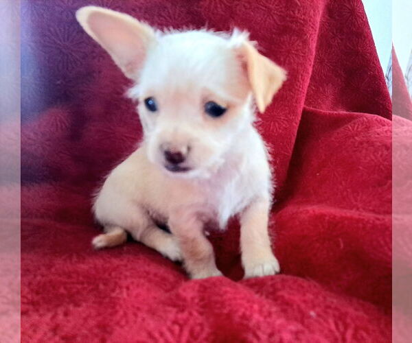 Medium Photo #2 Mutt Puppy For Sale in Grafton, WI, USA