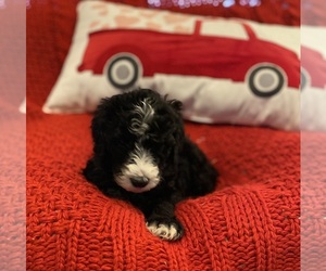 Sheepadoodle Puppy for sale in KELLER, TX, USA