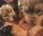 Puppy Male Female Yorkshire Terrier
