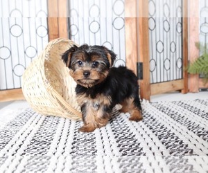 Yorkshire Terrier Puppy for sale in NAPLES, FL, USA