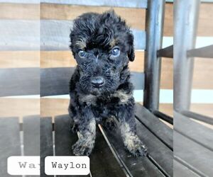 Airedoodle Puppy for Sale in WHITE PINE, Tennessee USA