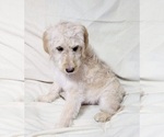 Small Photo #9 Labradoodle Puppy For Sale in VERGENNES, IL, USA