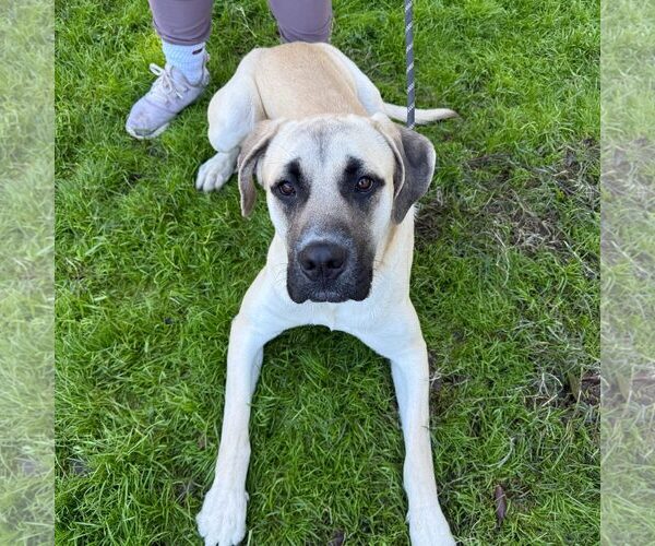 Medium Photo #2 Daniff Puppy For Sale in Goodyear, AZ, USA