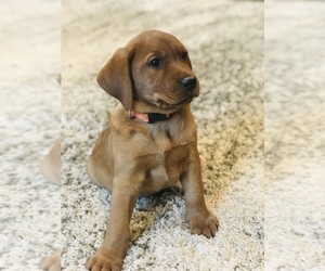 Labrador Retriever Puppy for sale in STEVENS, PA, USA