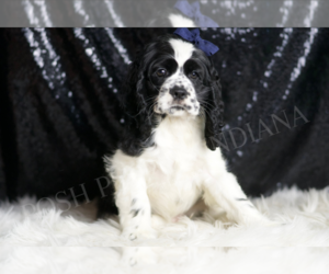 Cocker Spaniel Puppy for sale in WARSAW, IN, USA