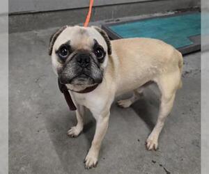 Pug Dogs for adoption in Camarillo, CA, USA
