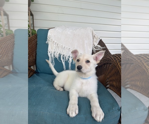 Medium Photo #5 German Shepherd Dog Puppy For Sale in BRUNSWICK, GA, USA