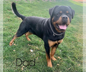 Father of the Rottweiler puppies born on 10/03/2021