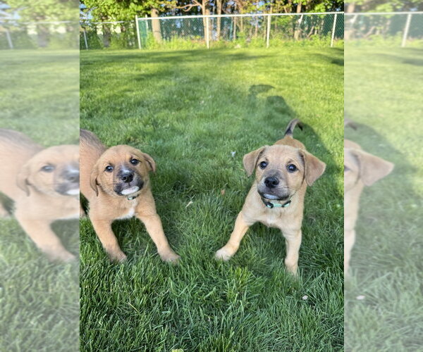 Medium Photo #4 Mutt Puppy For Sale in Brewster, NY, USA