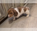 Small #1 Dachshund