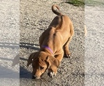 Small Photo #1 Rhodesian Ridgeback Puppy For Sale in MORONGO VALLEY, CA, USA