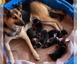 Mother of the German Shepherd Dog-Siberian Husky Mix puppies born on 10/10/2020