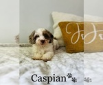 Small Photo #3 Cockapoo Puppy For Sale in ALGOOD, TN, USA