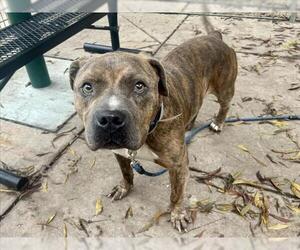 Mutt Dogs for adoption in Martinez, CA, USA