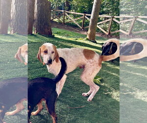Pointer-Unknown Mix Dogs for adoption in Ball Ground, GA, USA