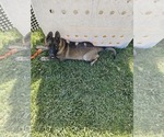 Small Photo #3 German Shepherd Dog Puppy For Sale in MODESTO, CA, USA