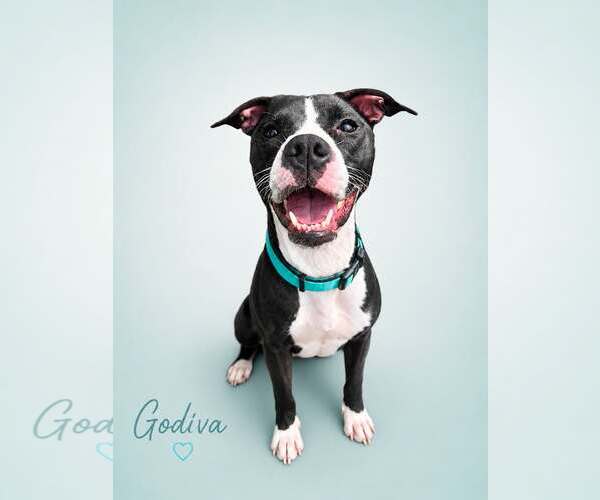 Medium Photo #4 Mutt Puppy For Sale in Rockville, MD, USA