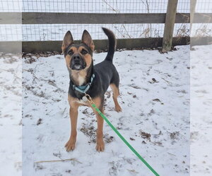 Frankie - Male American Pit Bull Terrier-German Shepherd Dog Mix Dog for Adoption - Photo #8