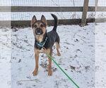 Small #7 American Pit Bull Terrier-German Shepherd Dog Mix