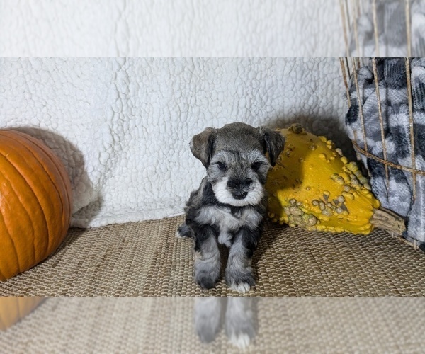 Medium Photo #3 Schnauzer (Miniature) Puppy For Sale in GOSHEN, IN, USA