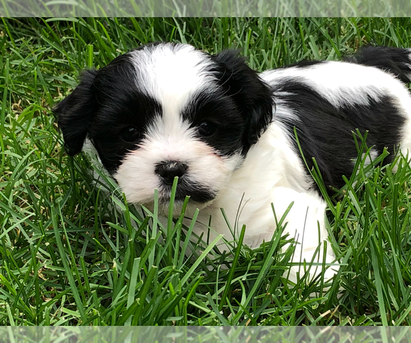 Medium Photo #3 Zuchon Puppy For Sale in ORLAND PARK, IL, USA