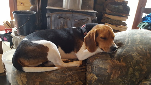 Medium Photo #1 Beagle Puppy For Sale in LAGRANGE, IN, USA