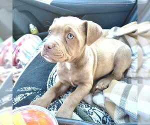Bulldog-Unknown Mix Dogs for adoption in Rutherfordton, NC, USA