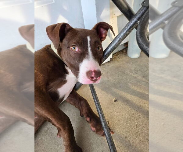 Medium Photo #3 American Pit Bull Terrier-Unknown Mix Puppy For Sale in Germantown, OH, USA