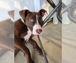 Small #2 American Pit Bull Terrier Mix