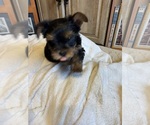 Small #5 Yorkshire Terrier