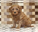 Small #3 Cavapoo (Miniature)