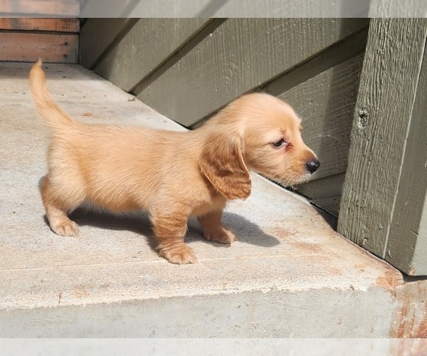 Medium Photo #3 Dachshund Puppy For Sale in GALENA, KS, USA