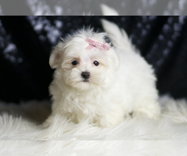 Medium Photo #3 Maltese Puppy For Sale in WARSAW, IN, USA