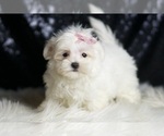 Small #2 Maltese
