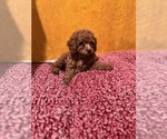 Puppy Puppy 1 Poodle (Toy)