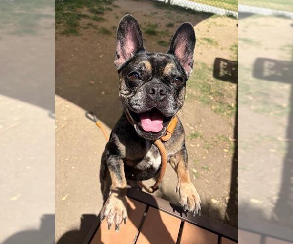 Medium Photo #3 French Bulldog Puppy For Sale in Camarillo, CA, USA