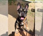 Small #2 French Bulldog