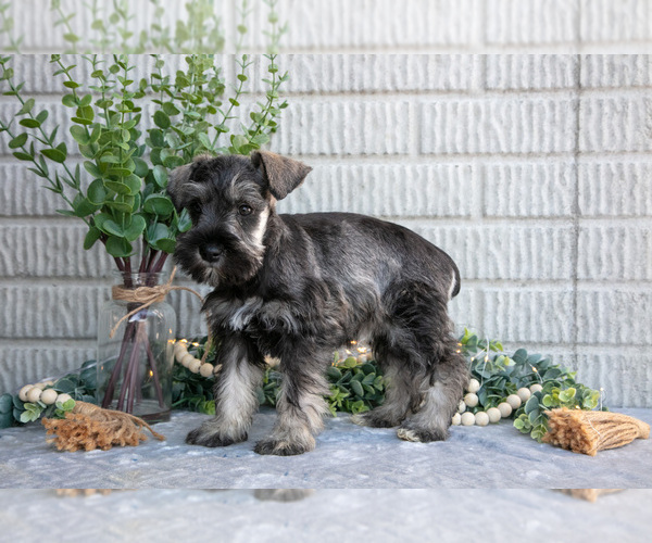 Medium Photo #3 Schnauzer (Miniature) Puppy For Sale in BALTIC, OH, USA