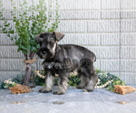 Small Photo #25 Schnauzer (Miniature) Puppy For Sale in BALTIC, OH, USA