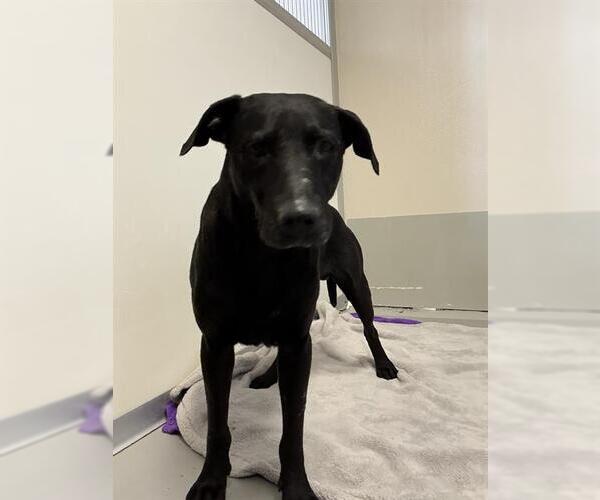 Medium Photo #1 Labrador Retriever Puppy For Sale in Sugar Land, TX, USA