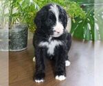 Small Photo #4 Bernedoodle Puppy For Sale in EAST EARL, PA, USA