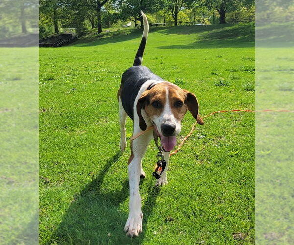 Medium Photo #1 Treeing Walker Coonhound Puppy For Sale in Bloomingdale, NJ, USA